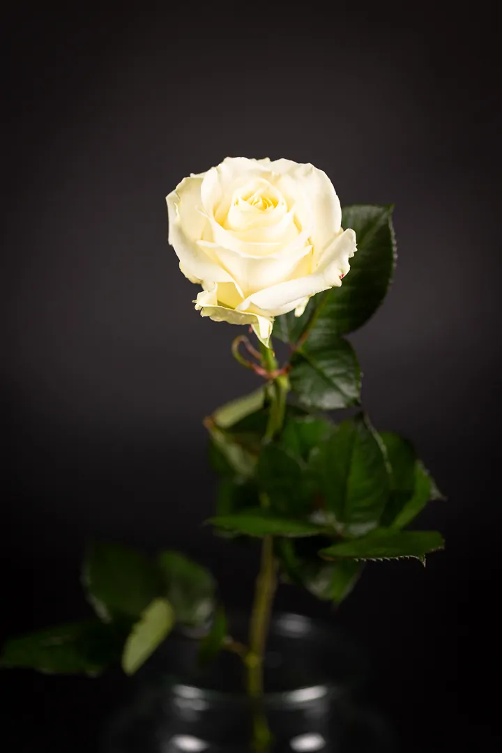 Avalanche (per stuk) - Afbeelding 2